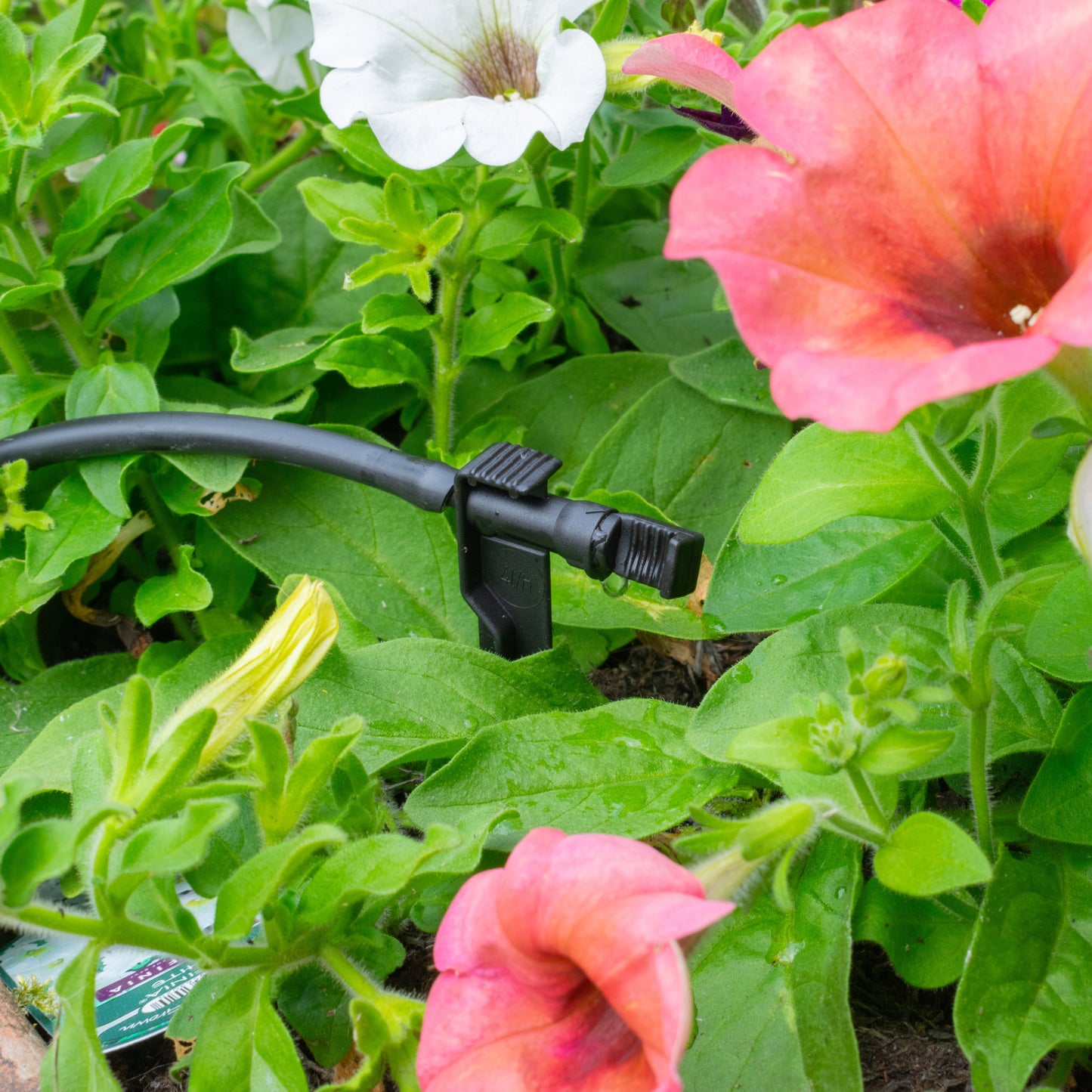 Antelco Midi Drip™ Spike Drippers for Precise Irrigation