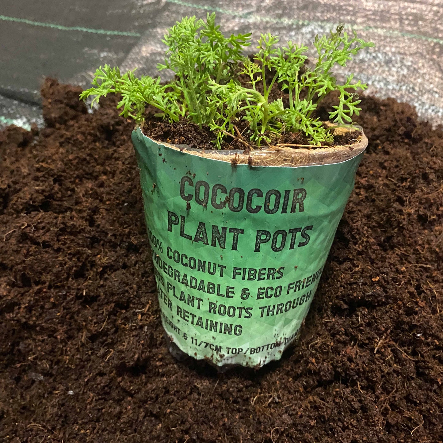Eco-Friendly Coconut Fibre Plant Pot