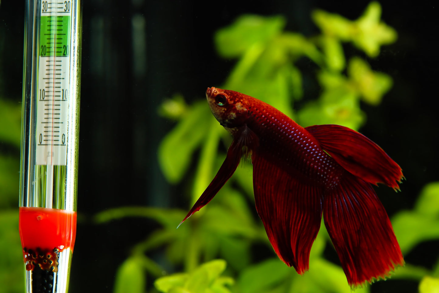Fish Tank Water Temperature Gauge