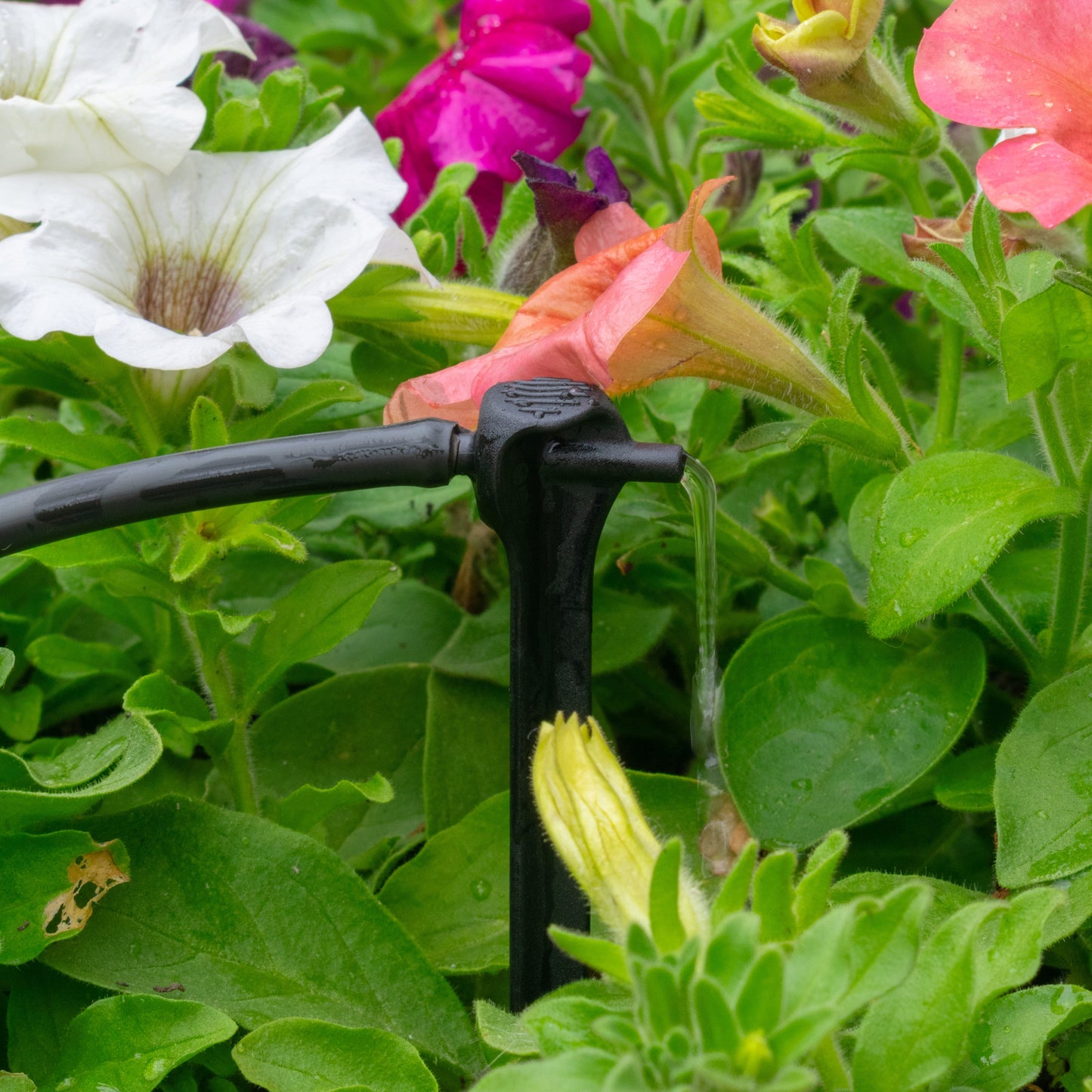 Antelco Asta® Drippers with Spike – 4L/H Pressure‑Compensating