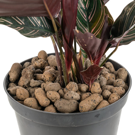 KERAMZYT Fine Expanded Clay Aggregate 8-16mm Grade