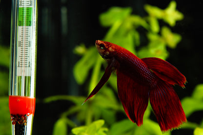 Fish Tank Water Temperature Gauge